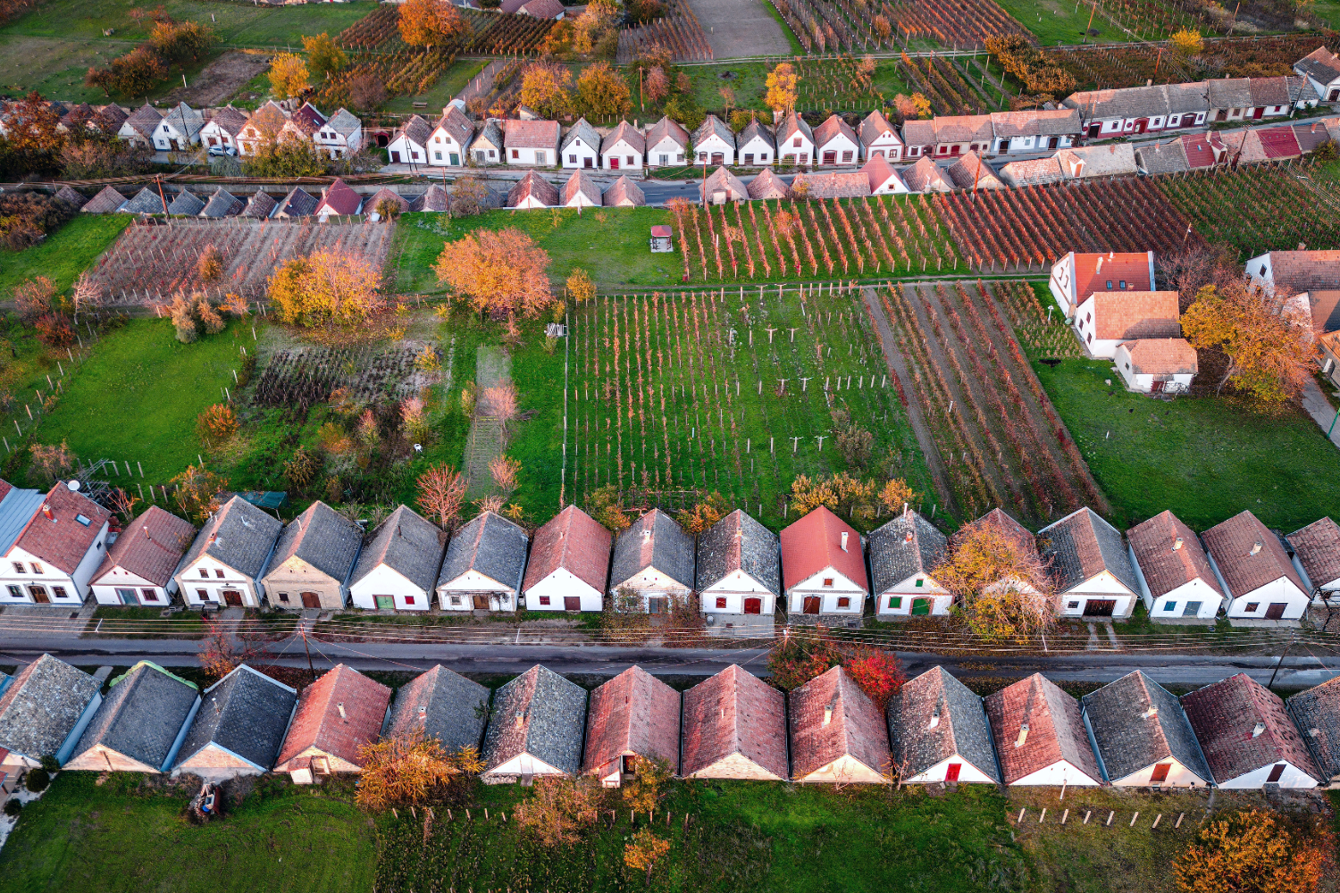 Wijnbouw Hongarije 3