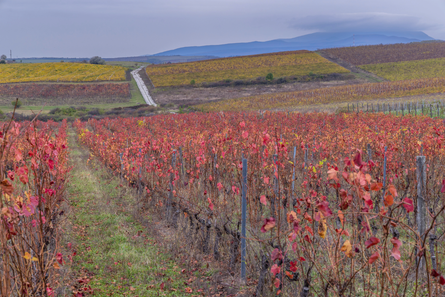 Hongarije Wijnbouw 1