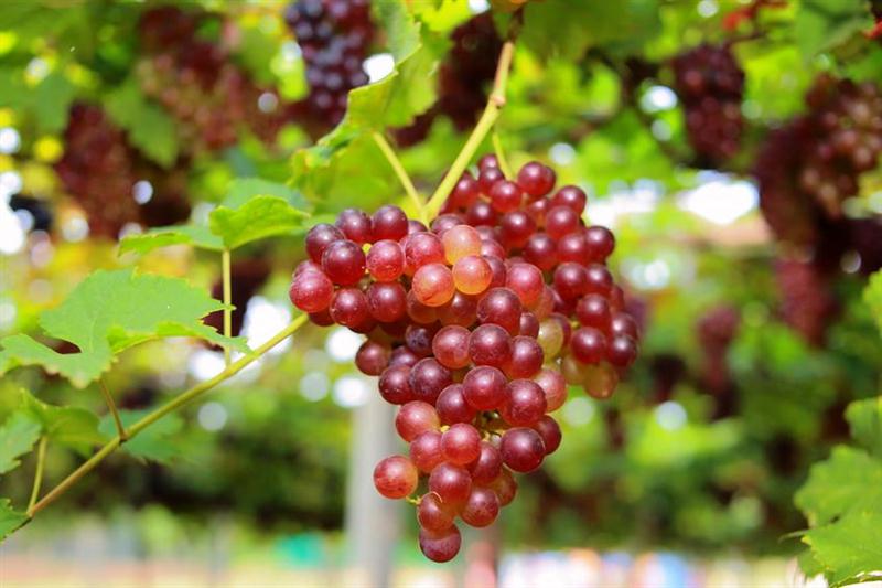 20 7 2016 16 19 11 Hp 04