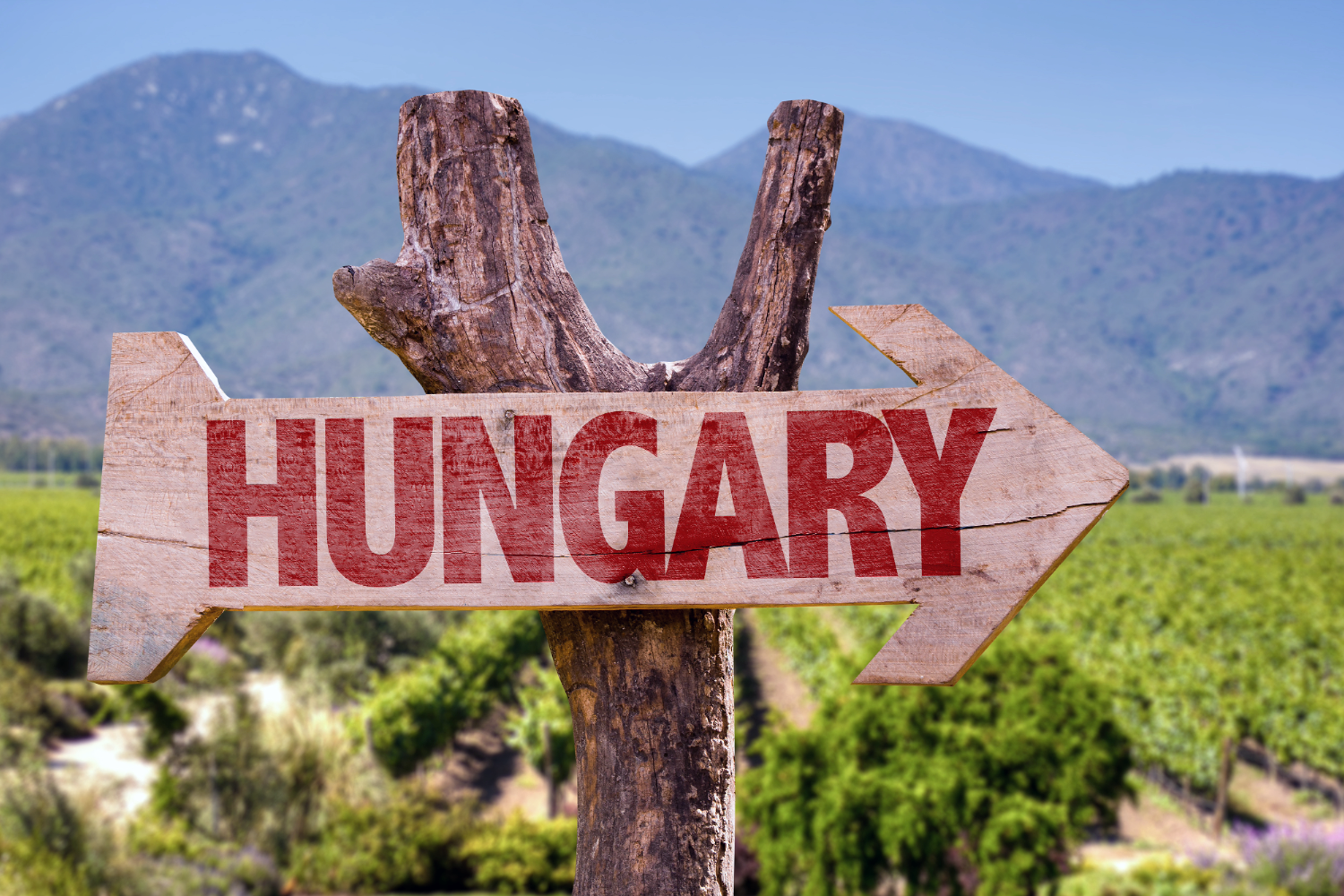 Wijnbouw Hongarije 2