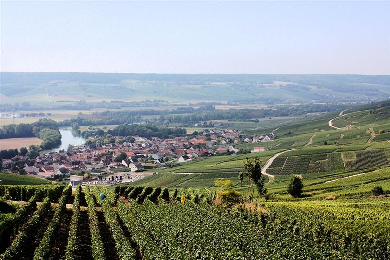 Wijngaard landschap in Champagne