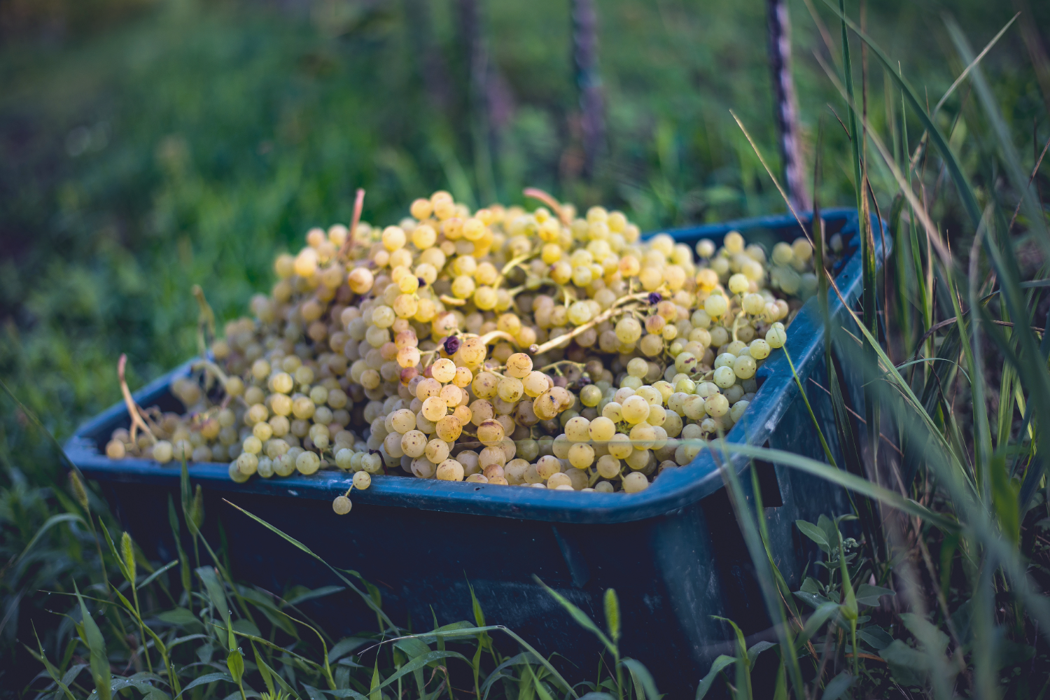 Wijnbouw Honagarije 4