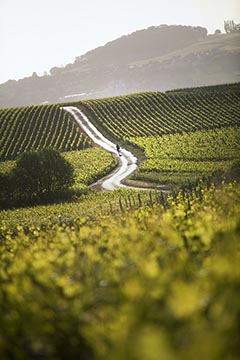 Champagne Taittinger (sinds 1734)