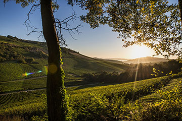 Domaine Laporte, Loire