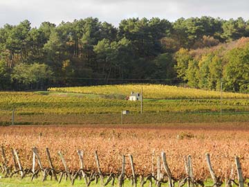 Domaine Taluau-Foltzenlogel, Bourgueil