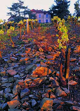 Domaine des Genaudières, Muscadet