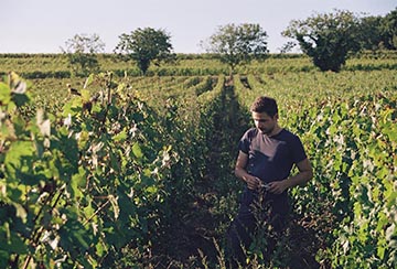 Domaine du Val Brun, Saumur Champigny  (Since 1726)
