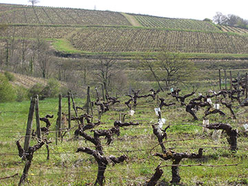 Château de la Roulerie
