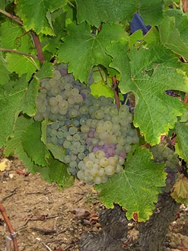 Vouvray, Domaine de la Rouletière, Jean-Marc Gilet