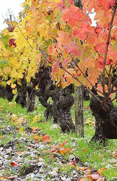 Château Carbonnieux, Pessac-Léognon, Grand Cru Classé