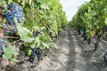 Château Graves de Pez, Saint-Estèphe