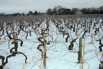 Château Bellegrave, Médoc Cru Bourgeois