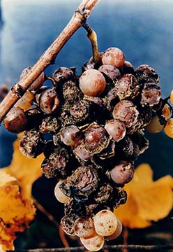 Château Rieussec, Sauternes, 1er Grand Cru Classé