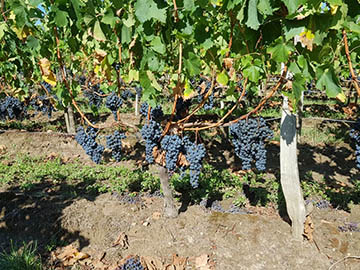 Château La Forêt, Lalande-de-Pomerol