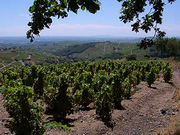 Collin Bourisset, Beaujolais & Maconnais (sinds 1821)