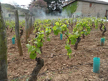 Pouilly-Fuissé, Château La Vernalle
