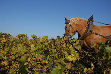 Domaine MIA, voormalig la Marche, Mercurey