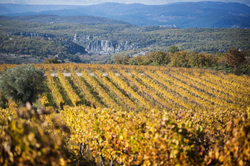 Vignerons Ardéchois