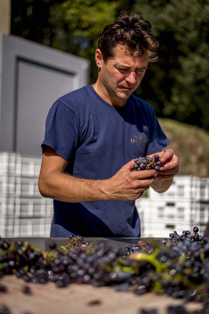 Ogier, Châteauneuf-du-Pape (sinds 1859)