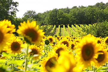 Terre Dieu, IGP d'Oc