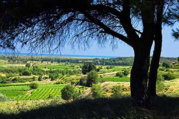 Terre Dieu, IGP d'Oc