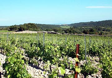 Clefs de Terre Dieu, IGP d'Oc