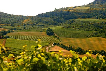 Domaine de l'Aigle, Limoux