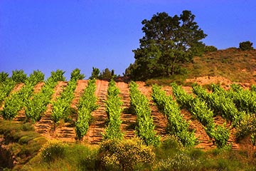 Château Laville Bertrou, Minervois La Livinière
