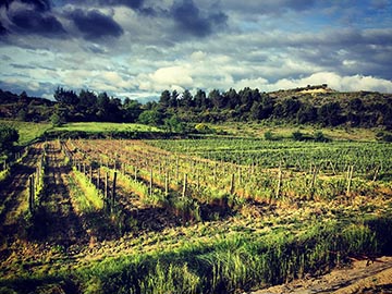 Domaine Combe Blanche