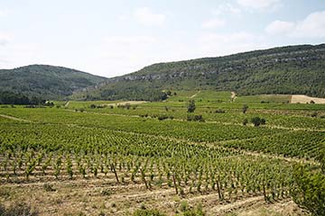 Château Pech-Latt, Corbières