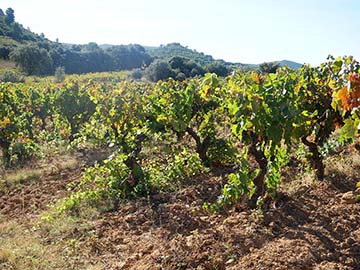 Le Cellier des Demoiselles