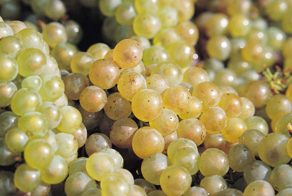 Bouchard-Aîné & Fils, Vins de France