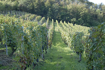 Cantine Volpi, Piemonte