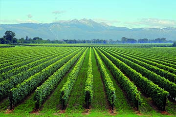 Bosco del Merlo, Veneto