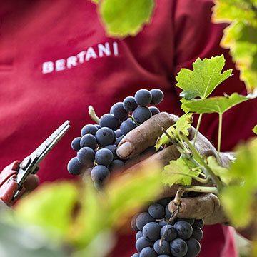 Cantine Bertani (Since 1854)