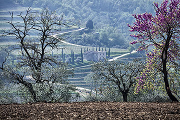 Cantine Bertani (Since 1854)