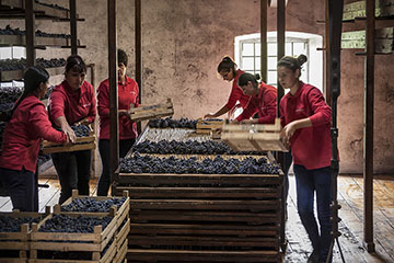 Cantine Bertani (Since 1854)