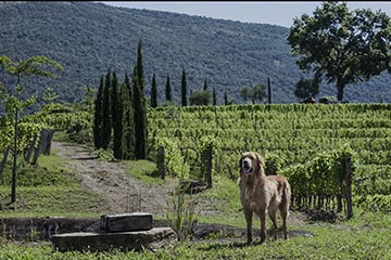Viticultori d'Italia "Giardini d'Italia"