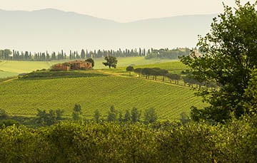 Tenuta Trerose, Vino Nobile di Montepulciano