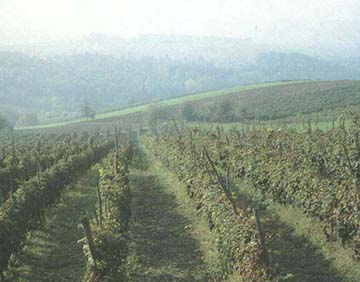 Cantine Volpi, Marche
