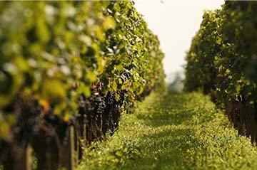 Cantine Volpi, Marche