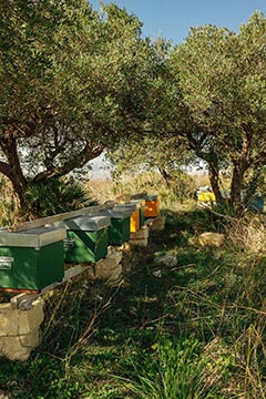Serra Ferdinandea, Sicilia (Oddo Family)