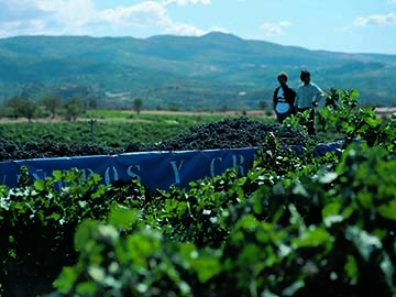 Enate, Viños Privilegiados del Somontano