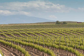 Viñedos de Alfaro, Rioja