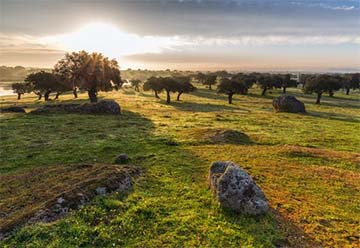 Coloma, Viñedos y Bodegas