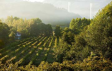 Calçada, Vinho Verde & Douro