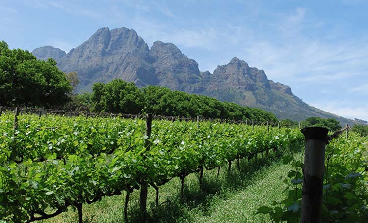 Obikwa, South-Africa