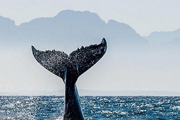 Whalehaven, South-Africa