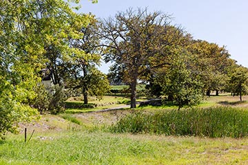 Tarentaal, Polkadraai Stellenbosch (Oddo Family)