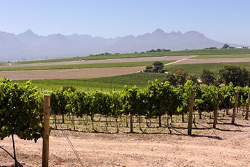 Tarentaal, Polkadraai Stellenbosch (Oddo Family)